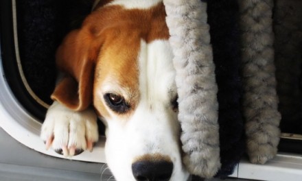 O caso dos Beagles do Instituto Royal: Indignação nas Redes Sociais