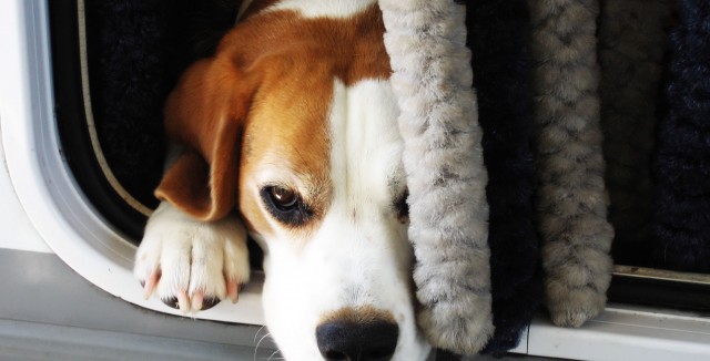 O caso dos Beagles do Instituto Royal: Indignação nas Redes Sociais