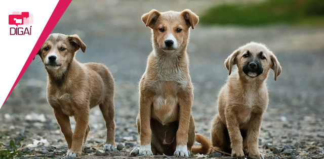 Prefeitura de Florianópolis lança campanha no Facebook para a adoção de animais